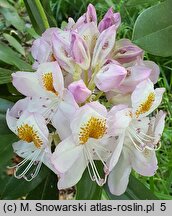Rhododendron hort. Minnie