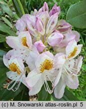 Rhododendron Minnie