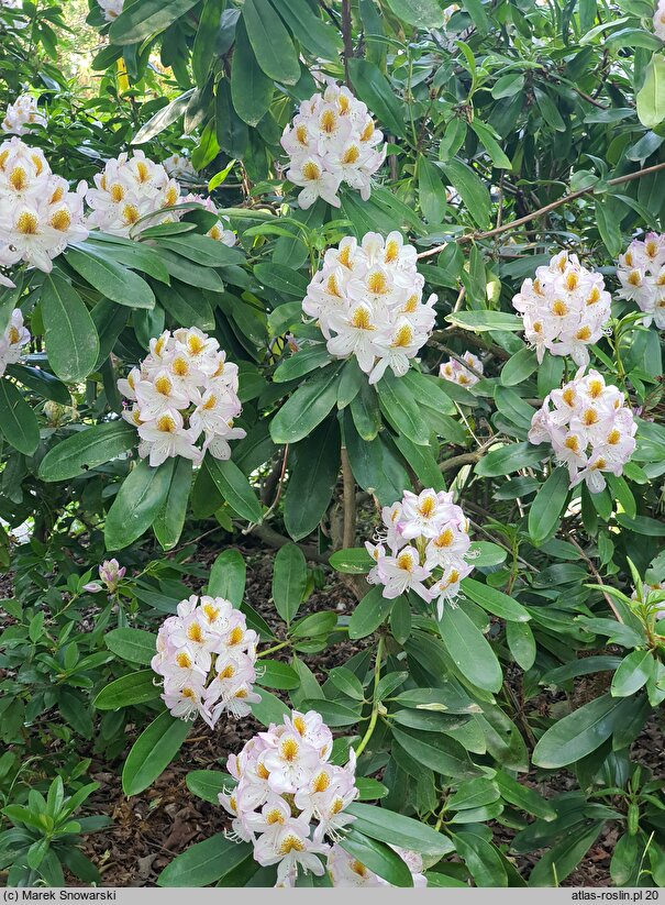 Rhododendron hort. Minnie