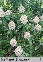 Rhododendron hort. Minnie