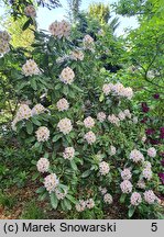 Rhododendron hort. Minnie