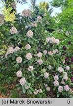 Rhododendron Minnie