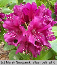 Rhododendron hort. Polarnacht