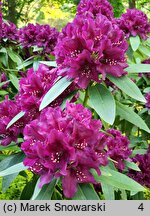 Rhododendron Polarnacht