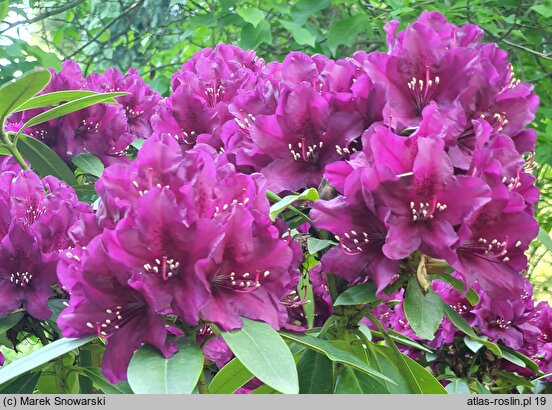 Rhododendron hort. Polarnacht