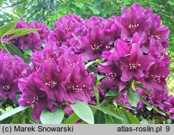 Rhododendron Polarnacht