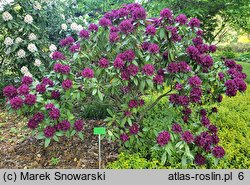 Rhododendron hort. Polarnacht