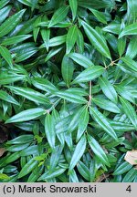 Sarcococca hookeriana (sarkokokka Hookera)