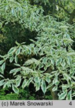 Cornus controversa Variegata