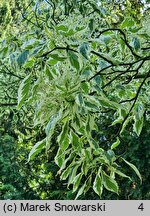 Cornus controversa Variegata