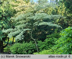 Cornus controversa Variegata