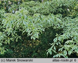 Cornus controversa Variegata