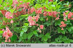 Rhododendron Norma