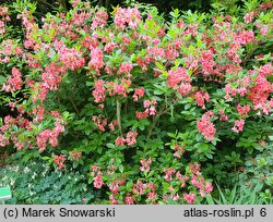 Rhododendron Norma