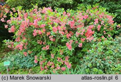 Rhododendron Norma