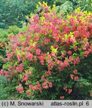 Rhododendron Norma