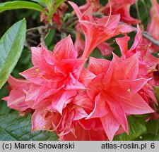 Rhododendron Norma