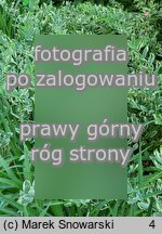 Polygonatum Striatum