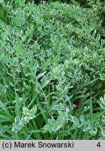 Polygonatum Striatum