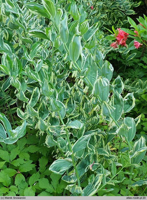 Polygonatum Striatum