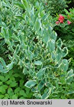 Polygonatum Striatum