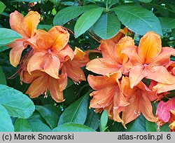 Rhododendron Golden Eagle