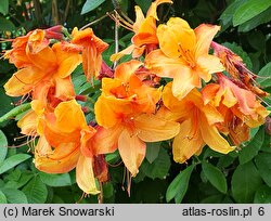 Rhododendron hort. Golden Eagle