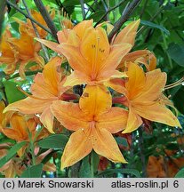 Rhododendron hort. Golden Eagle