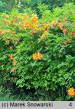 Rhododendron Golden Eagle