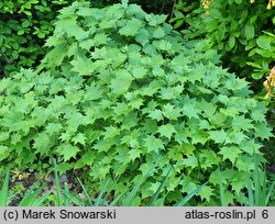 Kirengeshoma palmata (kirengeszoma dłoniasta)