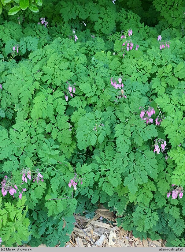 Dicentra eximia (serduszka wspaniała)