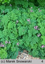 Dicentra eximia (serduszka wspaniała)