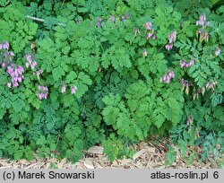 Dicentra eximia (serduszka wspaniała)