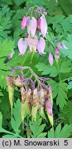 Dicentra eximia (serduszka wspaniała)