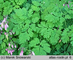 Dicentra eximia (serduszka wspaniała)