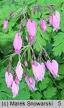 Dicentra eximia (serduszka wspaniała)