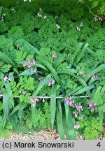 Dicentra eximia (serduszka wspaniała)