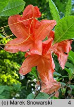 Rhododendron hort. Spek's Brilliant