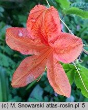 Rhododendron hort. Spek's Brilliant