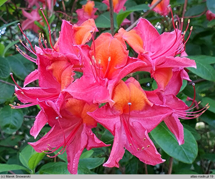 Rhododendron hort. Tunis