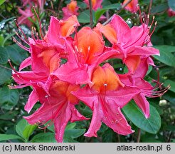 Rhododendron hort. Tunis