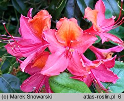 Rhododendron hort. Tunis