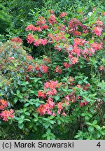 Rhododendron hort. Tunis