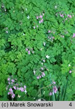 Dicentra eximia (serduszka wspaniała)