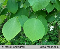 Styrax obassia (styrak okrągłolistny)