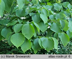 Styrax obassia (styrak okrągłolistny)