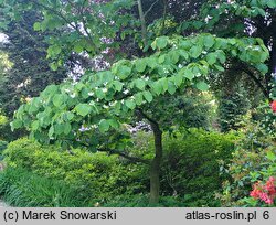 Styrax obassia (styrak okrągłolistny)