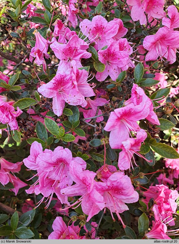 Rhododendron hort. Oslava