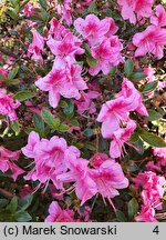 Rhododendron Oslava