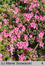 Rhododendron hort. Oslava